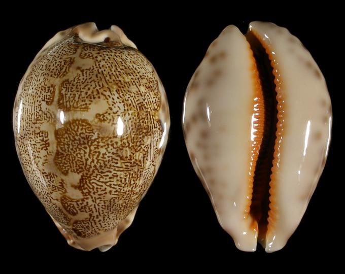  p>地理宝螺(学名:leporicypraea geographica geographica)是腹足纲