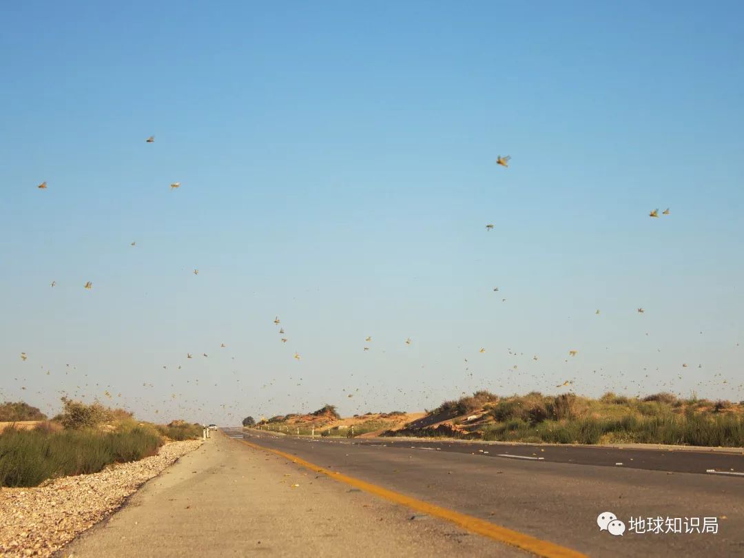 这次的蝗灾，真的很凶_百科TA说