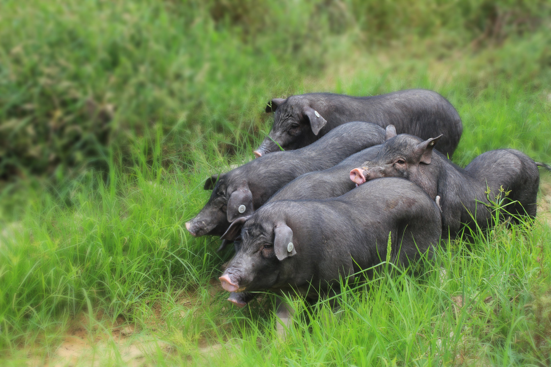  p>罗代黑猪,湖南省 a target="_blank" href="/item/长沙县/1746"