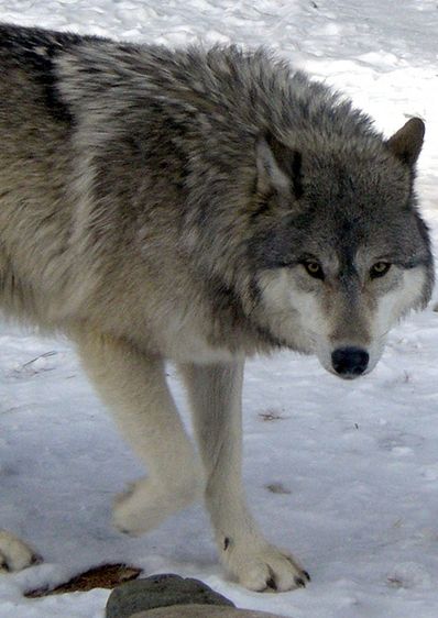  p>大平原狼(学名: i>canis lupus nubilus /i>)是灰狼的 a target="