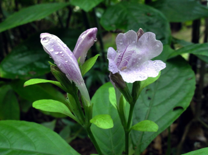  p data-id="tzaya1ii4rls">板蓝( i>strobilanthes cusia /i> (nees)