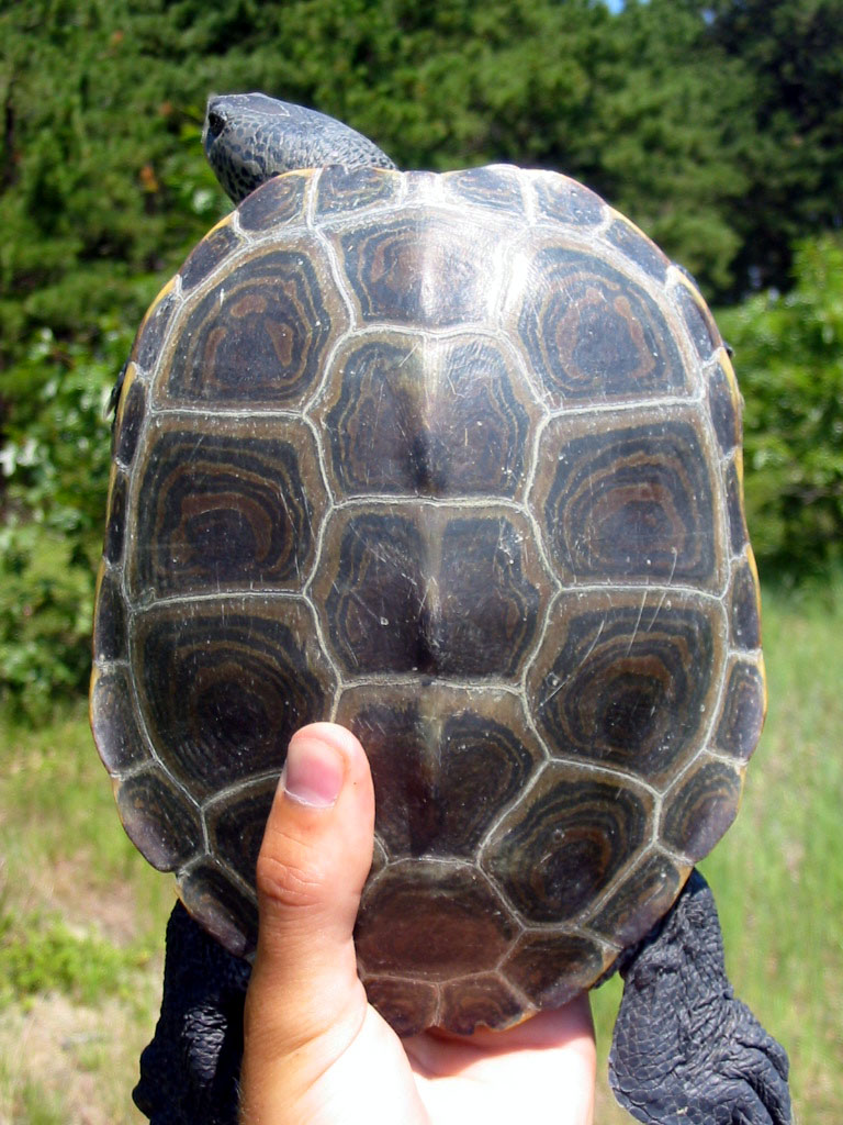  p>钻纹龟(学名: i>malaclemys terrapin /i>)是龟科,钻纹龟属动物.