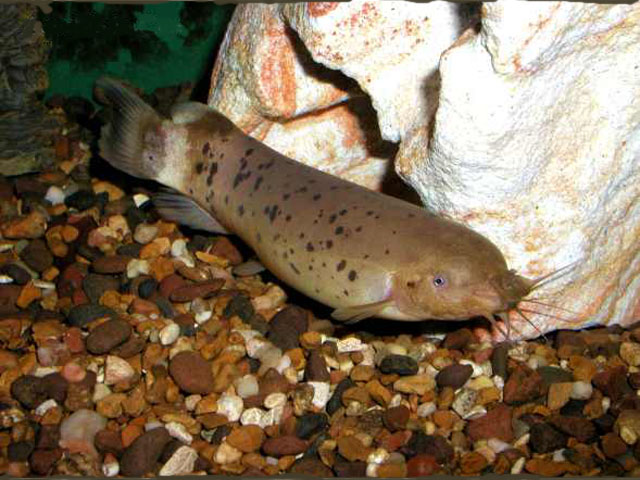原产地非洲刚果河,生性凶猛,怕光,夜间活动频繁.