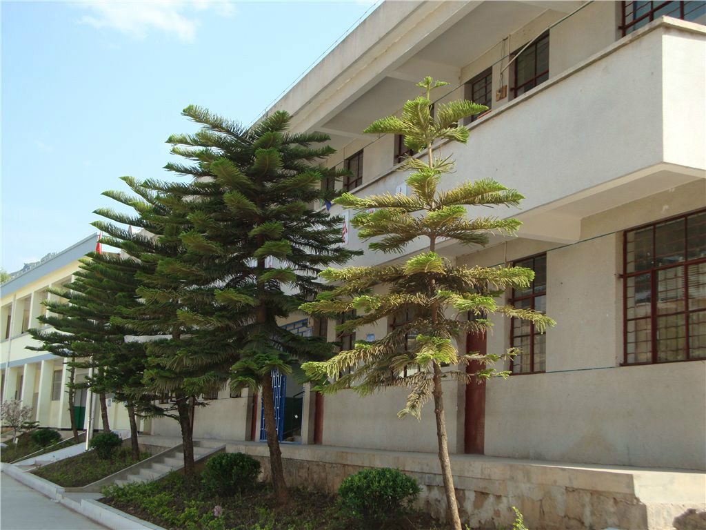 武定县田心乡小学