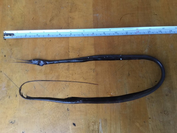  p>线鳗, i>nemichthys scolopaceus  /i>(j.