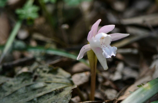 独花兰（兰科独花兰属植物）_百度百科