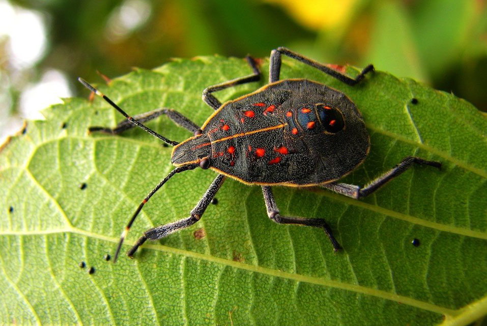  p>麻皮蝽属于 a href="#" data-lemmaid="1535270">半翅目 /a>, a