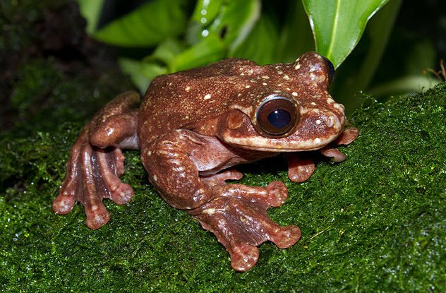 rabbs fringe-limbed treefrog