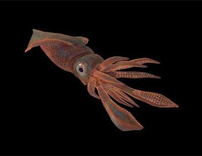 又称大王乌贼,首席乌贼,霸王乌贼,大乌贼,拉丁学名:architeuthis,属 a