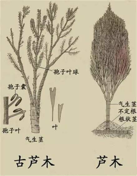 芦木_百度百科