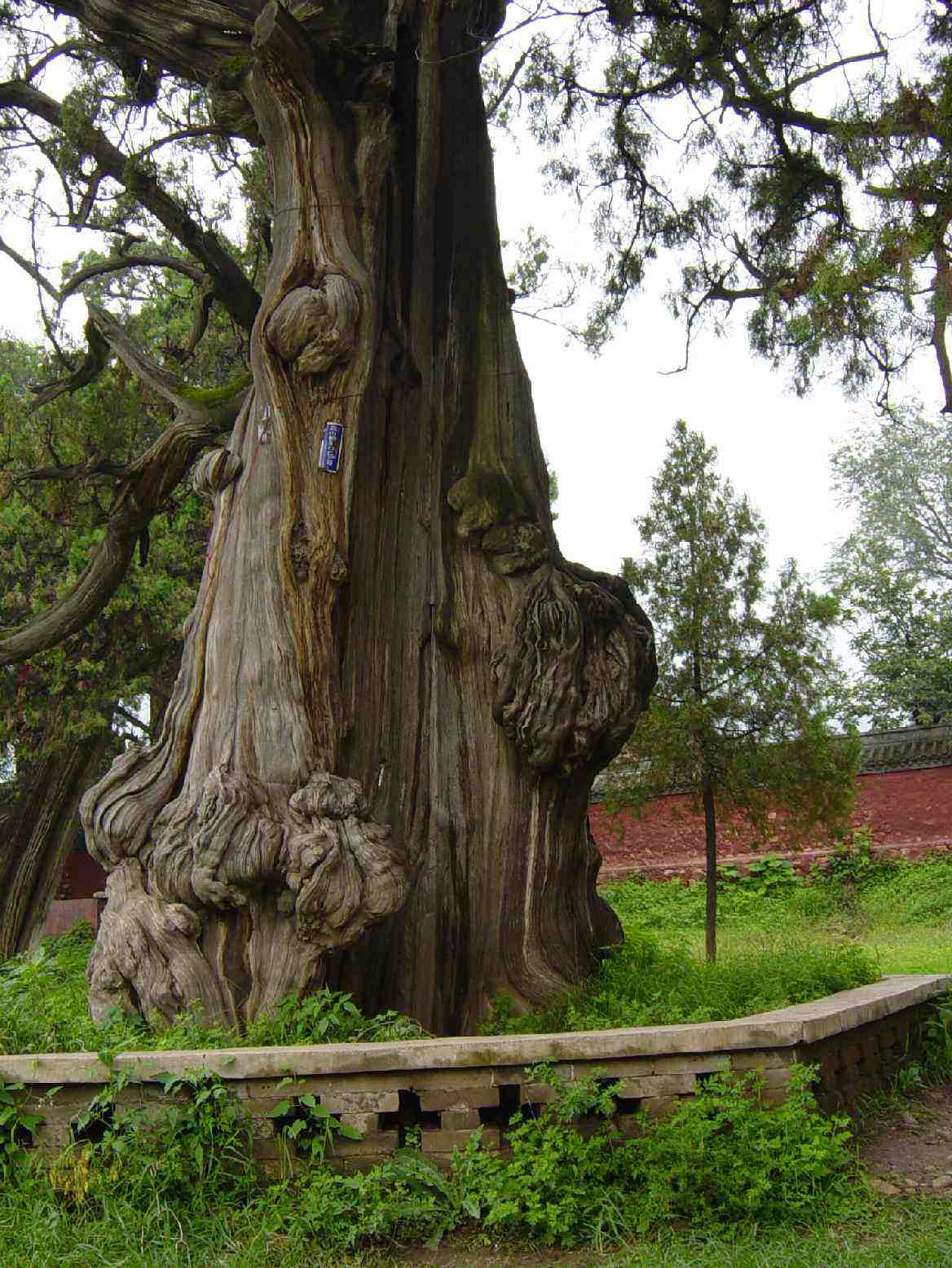  p>岷江柏木(学名: i>cupressus chengiana /i> s. y.