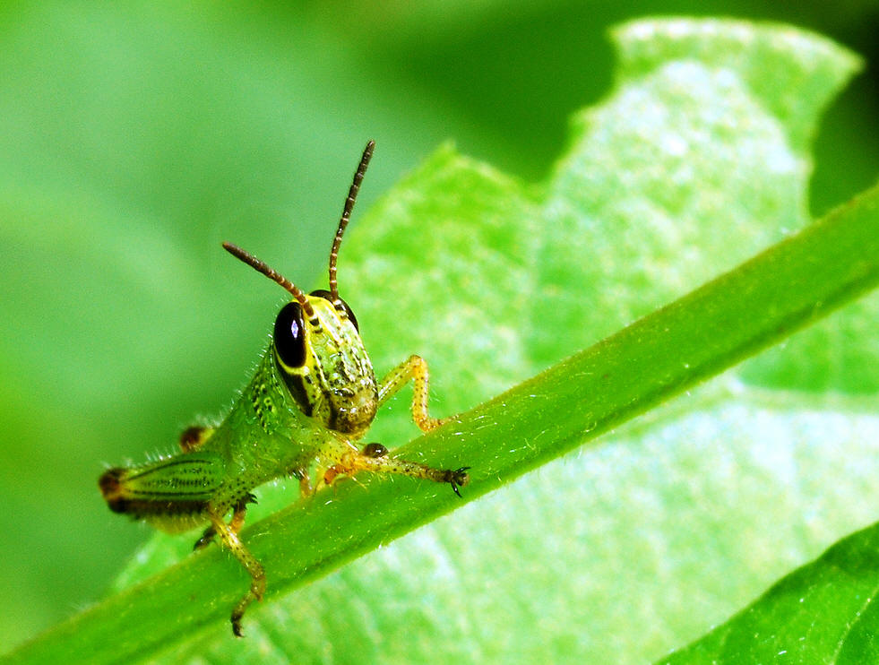 的动物,又称 a target="_blank" href="/item/真体腔动物/7647596"