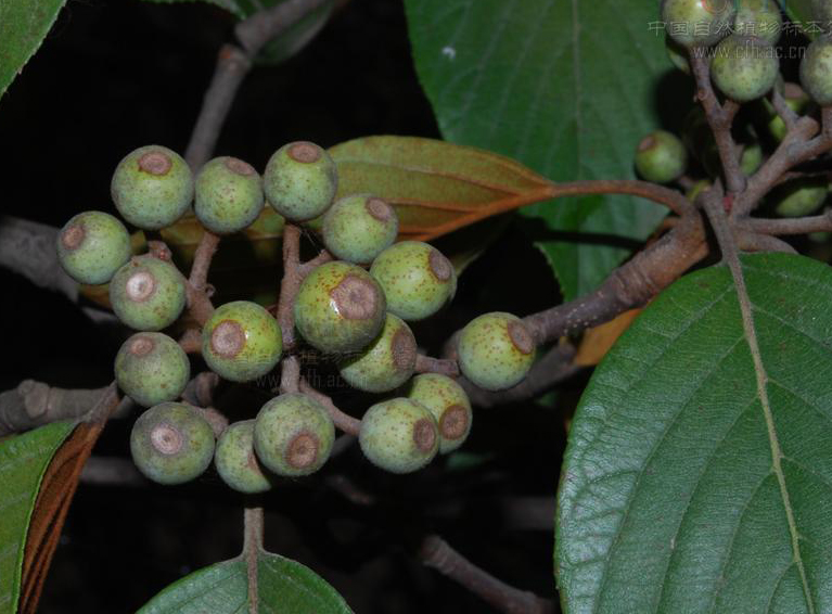 sorbus ochracea