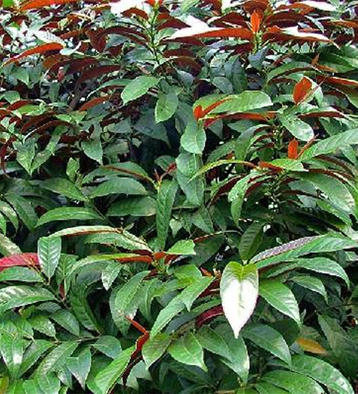  p data-id="tztpkcocqdkm">红背桂花( i>excoecaria cochinchinensis