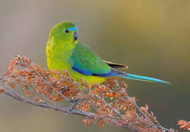  p>橙腹鹦鹉(学名:neophema chrysogaster),又名 a href="#" data