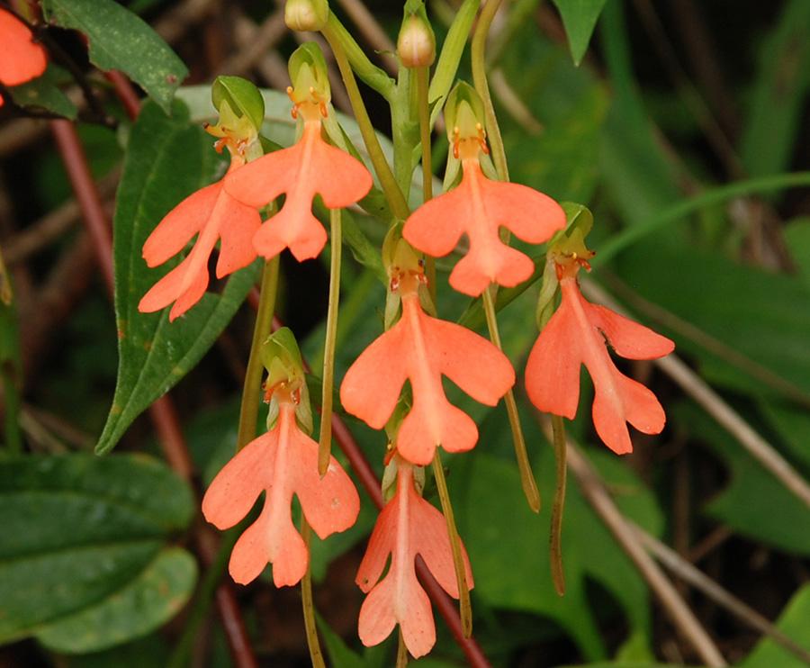  p> a target="_blank" href="/item/川滇主凤花/7682164" data-lemma