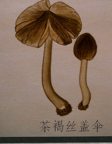 茶褐丝盖伞,经济真菌