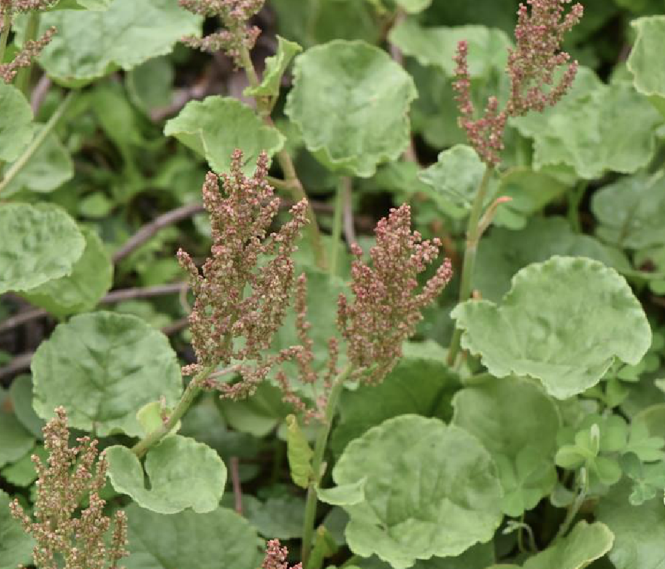  p>中华山蓼(学名: i>oxyria sinensis /i> hemsl.