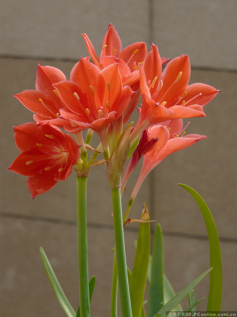  p>紫根兰, a target="_blank" href="/item/石蒜科/1839588" data