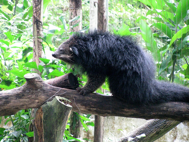  p>熊狸(学名: i>arctictis binturong /i>)别名熊灵猫,为灵猫科下的