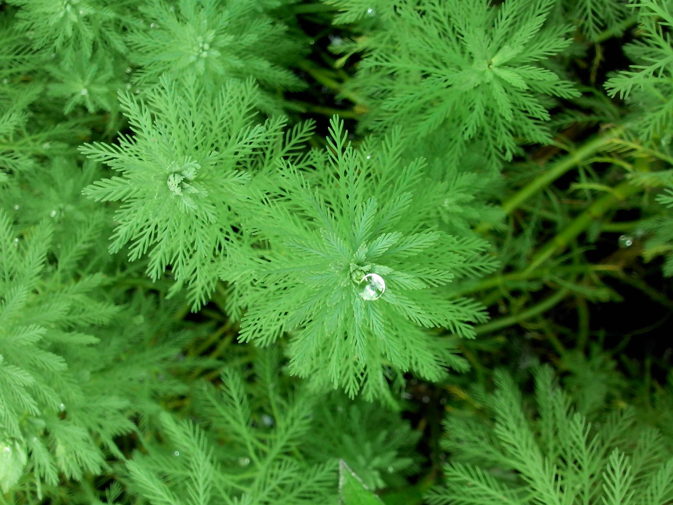 是小二仙草科狐尾藻属植物,多年生粗壮沉水草本.
