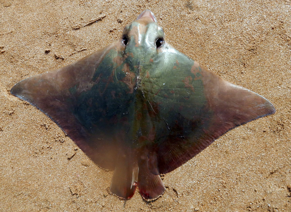  p>无斑鹞鲼(学名: i>aetobatus flagellum /i>)是 a href="#" data