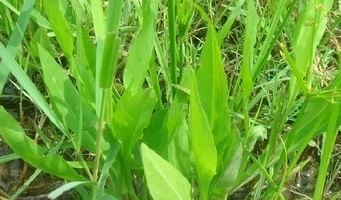  p>犁头尖属(学名:typhonium)是 a target="_blank" href="/item