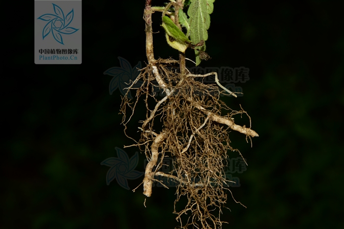  p> b>西南水苏 /b>( a target="_blank" href="/item/学名/8074290"