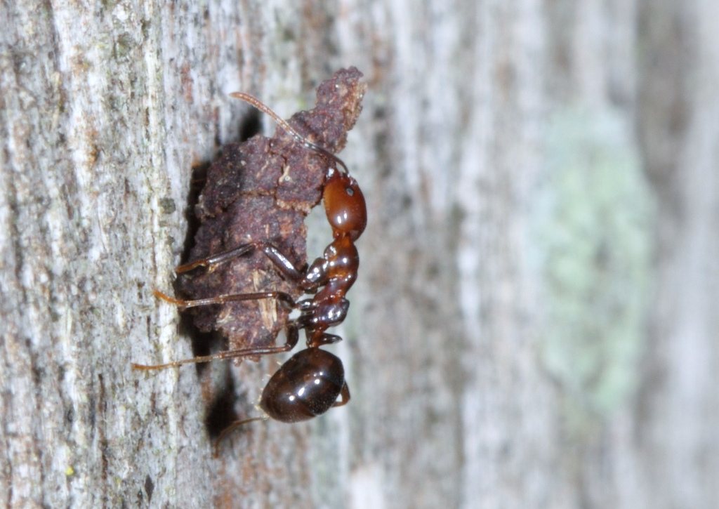  p>臭蚁亚科(dolichoderinae)是主要分布在全球亚