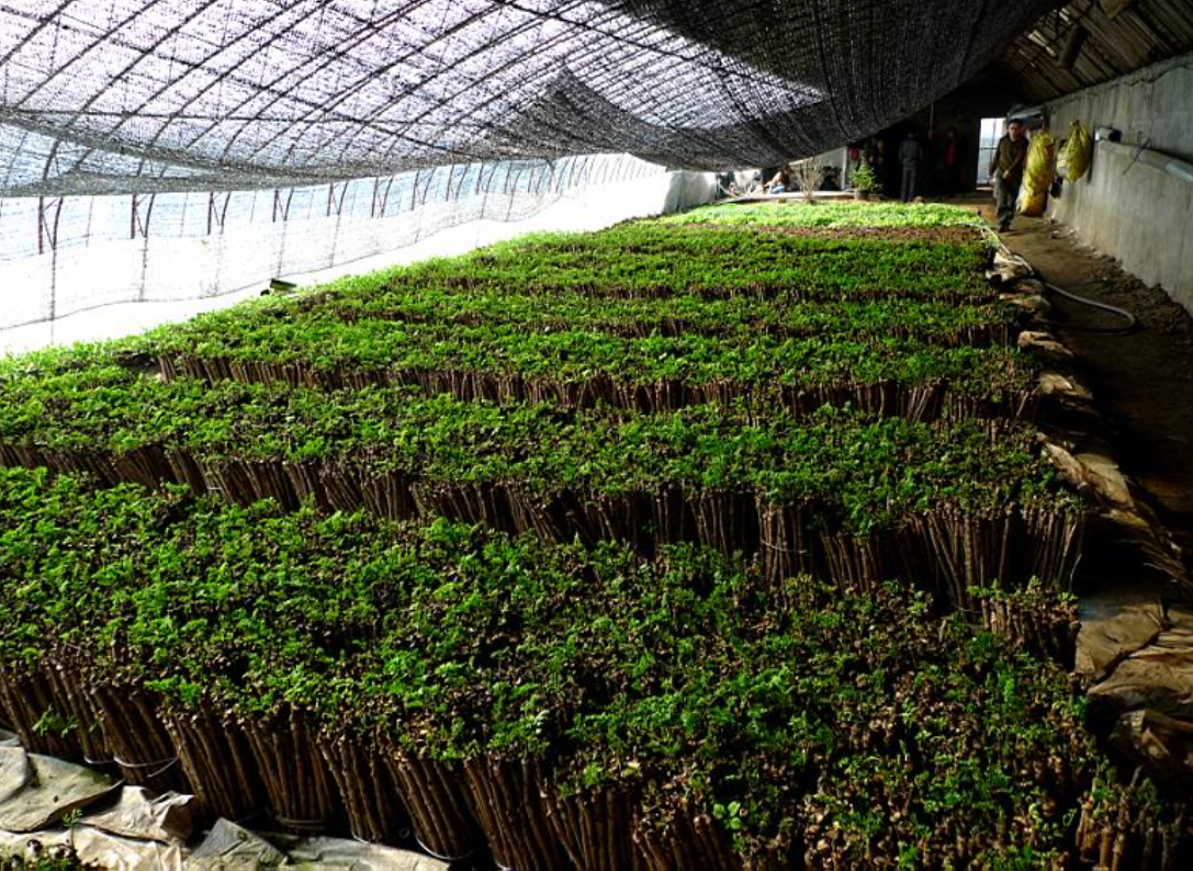  p>刺龙芽,别名 a href="#" data-lemmaid="2809051">刺老芽 /a>, a