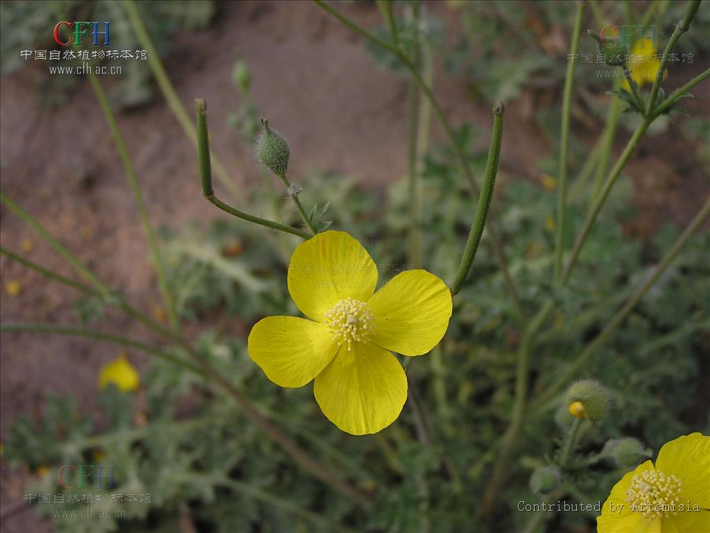  p>秃疮花属(学名:dicranostigma hook. f. et thoms.