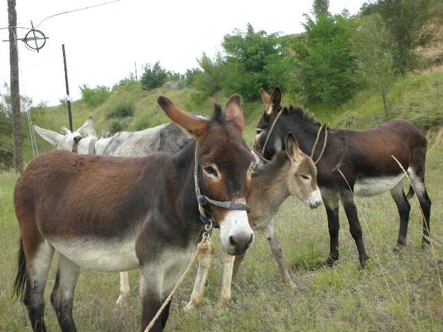  p>庆阳驴,甘肃省 a target="_blank" href="/item/庆阳市/628111"