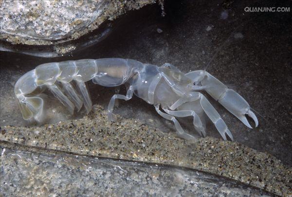  p>幽灵虾(ghost shrimp) 一种小型淡水虾类.