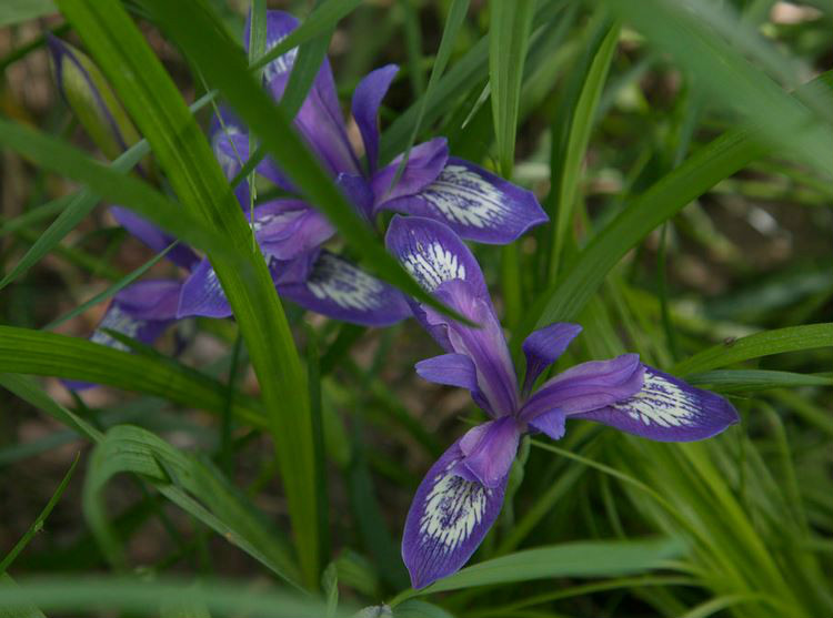  p>紫苞鸢尾(学名: i>iris ruthenica /i>  ker gawl.