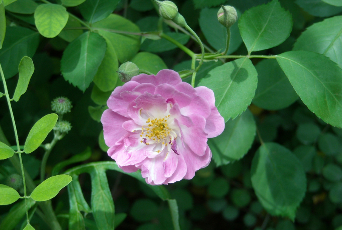  p>矮蔷薇(rosa nanothamnus bouleng)落叶灌木,植株丛生,蔓延或攀援