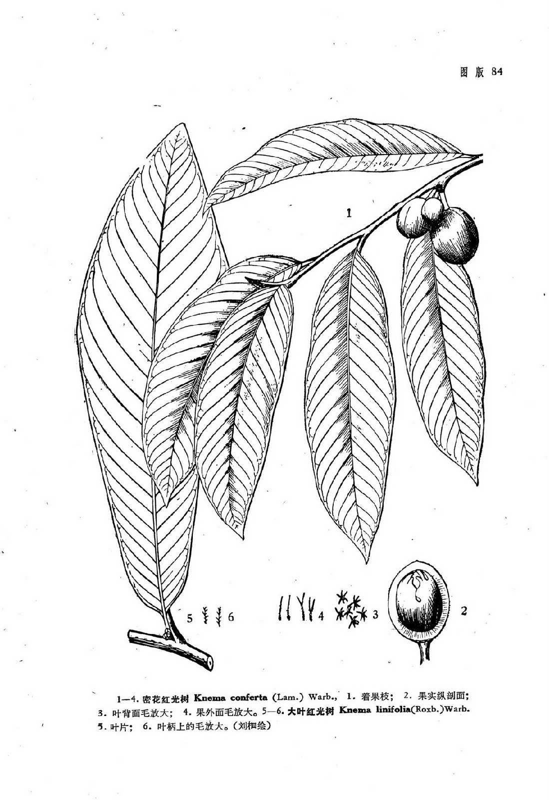 大叶红光树