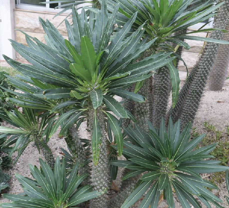  p>非洲霸王树(学名: i>pachypodium lamerei /i> drake)是夹竹桃科棒