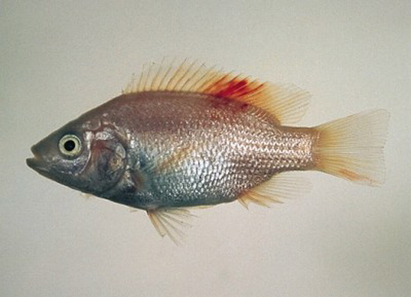 红尼罗鱼