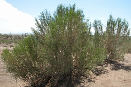  p>梭梭(学名: i>haloxylon ammodendron /i> (c. a. mey.