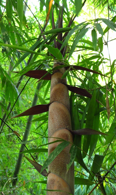 li)是禾本科,牡竹属 a href="#" data-lemmaid="33239">乔木 /a>状 