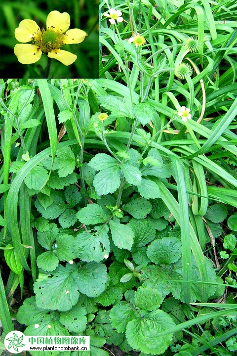 geum japonicum var. chinense