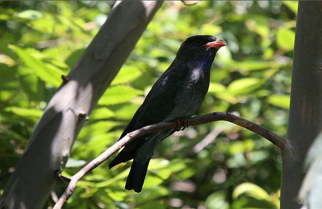  p>三宝鸟(学名: i>eurystomus orientalis /i>)佛法僧科三宝鸟属的