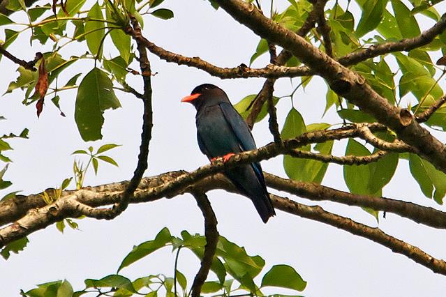  p>三宝鸟(学名: i>eurystomus orientalis /i>)佛法僧科三宝鸟属的