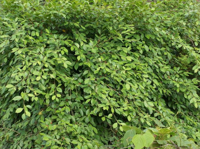  p>斜叶榕(学名: i>ficus tinctoria /i> subsp.  i>gibbosa  /i>(bl.