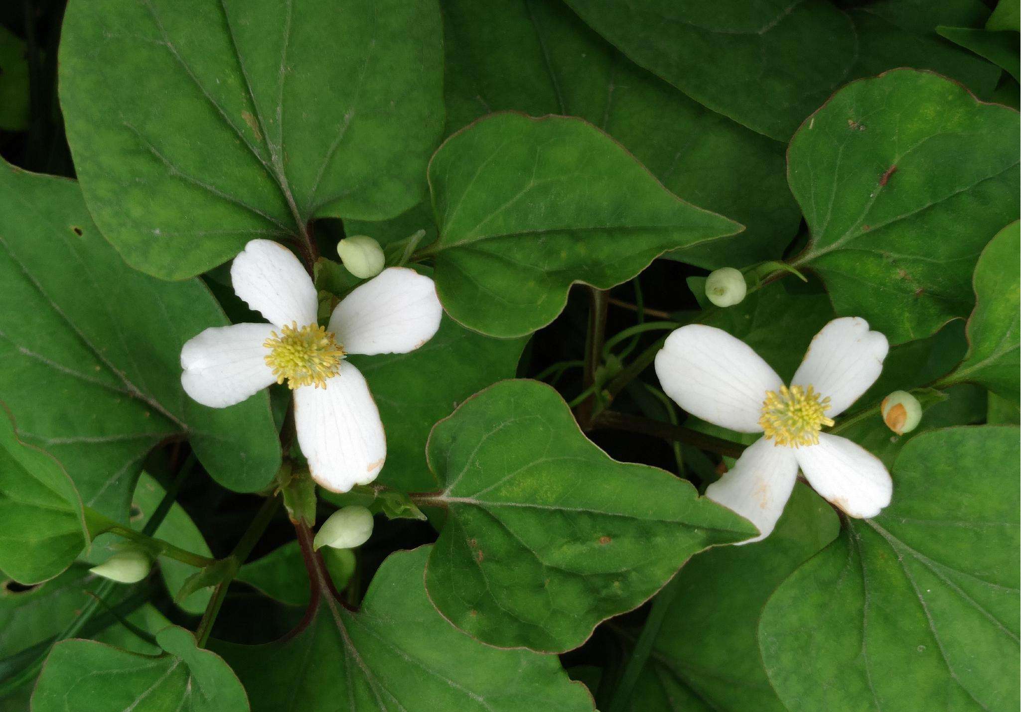 折耳根的功效与营养价值