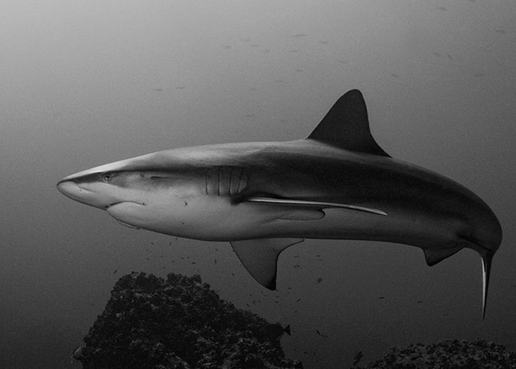 加拉帕戈斯鲨鱼