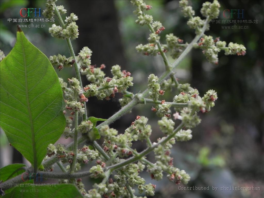 水锦树属,为 a href="#" data-lemmaid="229183">双子叶植物纲 /a>, 