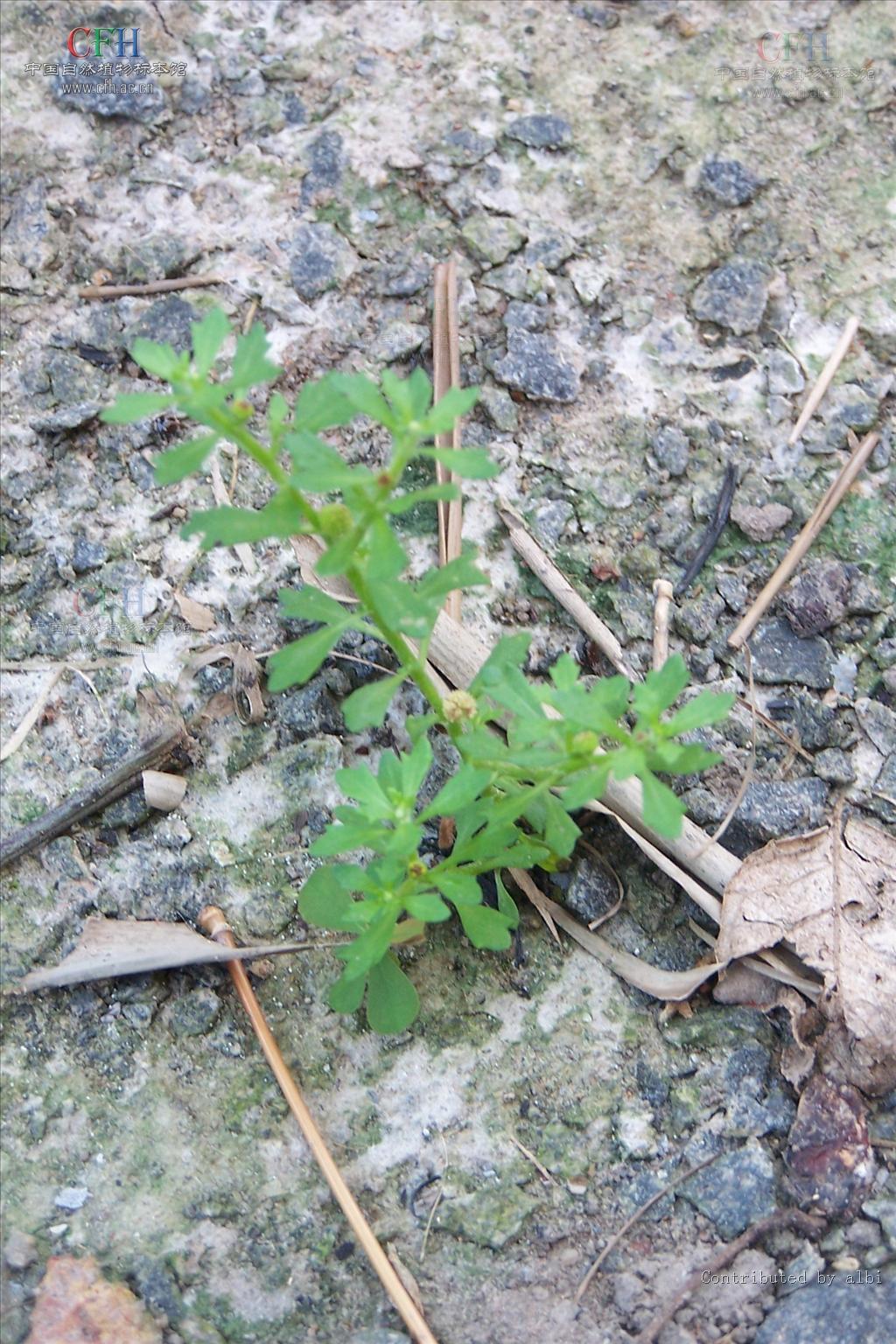 草本/541696" data-lemmaid="541696">草本 /a>,微被蛛丝状毛或无毛