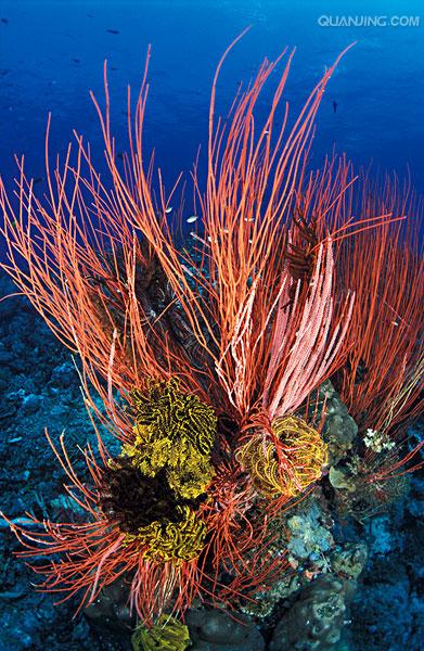 the independent state of papua new guinea),简称巴布亚新几内亚