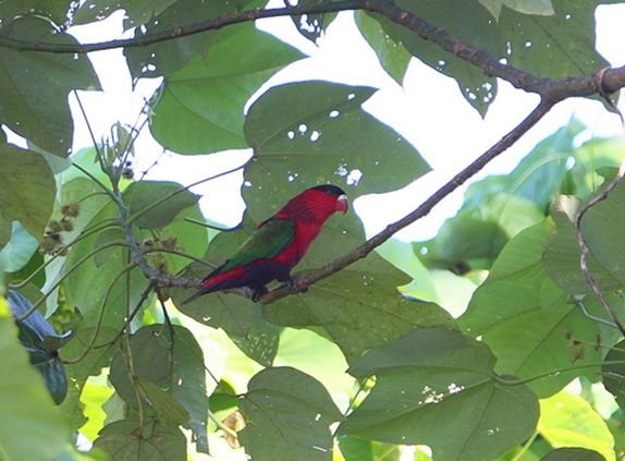  p>紫腹吸蜜鹦鹉(学名:lorius hypoinochrous)羽色鲜艳,鸟体为红色